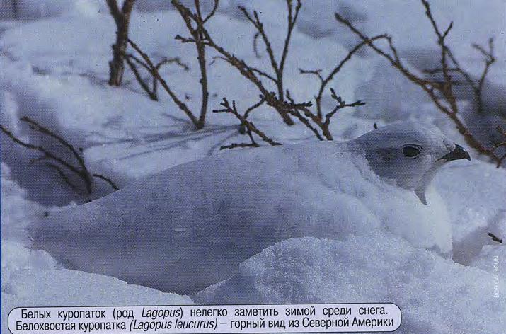 Белых куропаток (род Lagopus) нелегко заметить зимой среди снега. Белохвостая куропатка (Lagopus leucurus) - горный вид из Северной Америки.