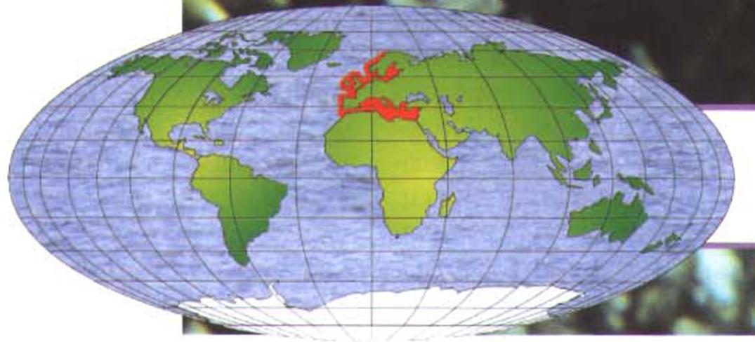 Ареал обитания каракатицы обыкновенной - обитает в северо-восточной части Атлантического океана, проливе Ла-Манш, Средиземном, Балтийском и Северном морях.
