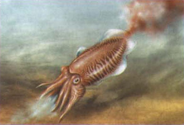 Плывя вперед, каракатица активно работает боковыми плавниками.