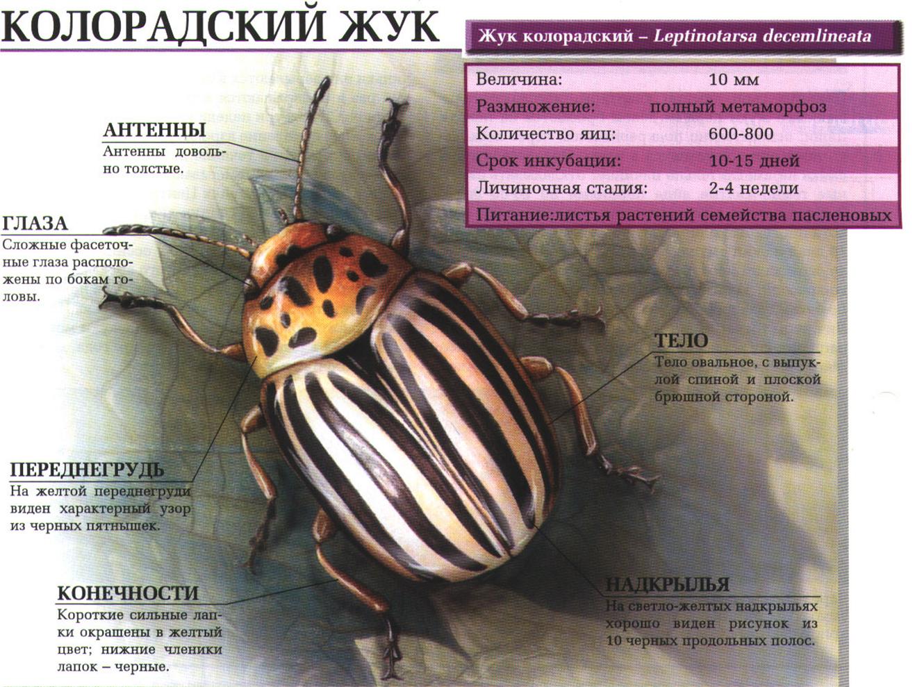Колорадский жук – опасный огородный вредитель.:::Колорадский жук.