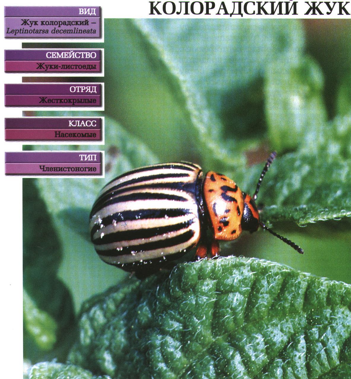 Систематика (научная классификация) жука колорадского. Leptinotarsa decemlineata.