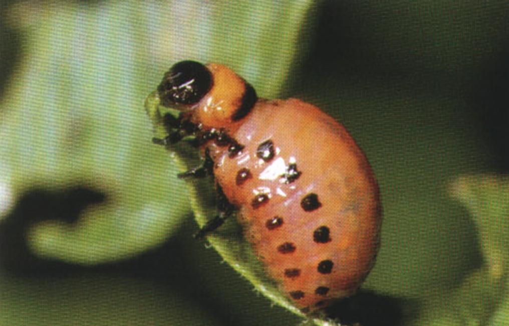 Личинка колорадского жука наносит растениям не меньше вреда, чем взрослая особь.