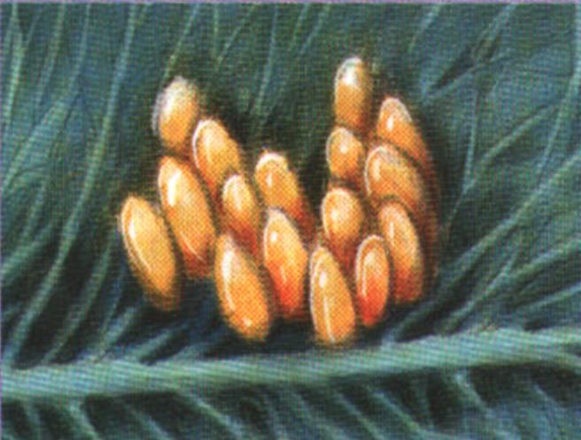 Самка откладывает кучки яиц на нижней стороне листьев растения-кормильца, чтобы защитить их от дождя и солнца.