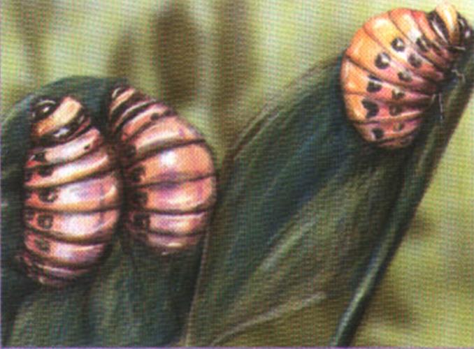Ненасытные личинки обгладывают листву растения-кормильца, оставляя лишь голые веточки.