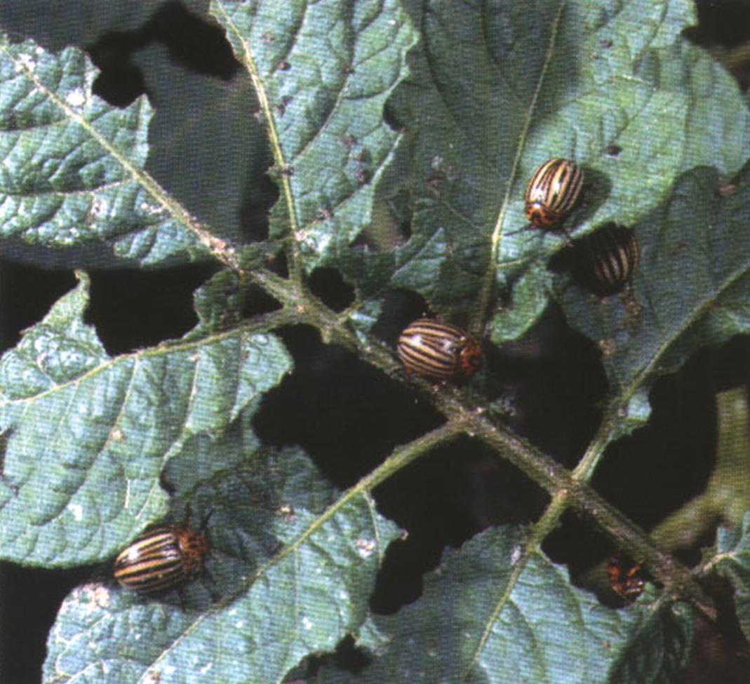 Найдя очередную «столовую», колорадские жуки слетаются к ней десятками и принимаются усердно объедать листву. Подвергшееся атаке растение не имеет никаких шансов выжить.