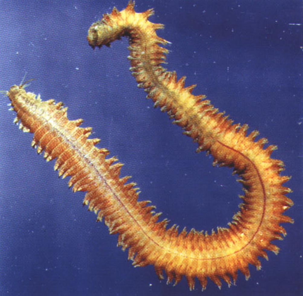 Многощетинковые черви рода Nereis встречаются даже в прохладных водах Балтийского моря.