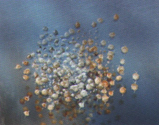 Оторванные сегменты распадаются на мелкие фрагменты и лопаются, выбрасывая в воду половые продукты.