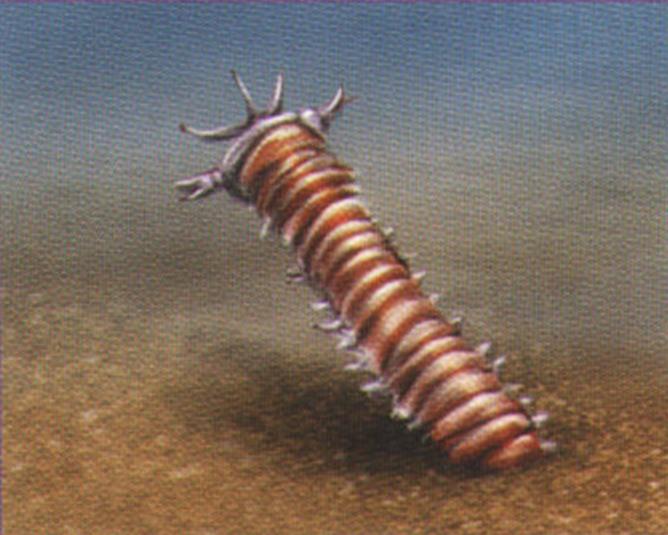После отделения задних сегментов на морском дне остается передняя часть червя. Утраченные сегменты довольно быстро регенерируются.