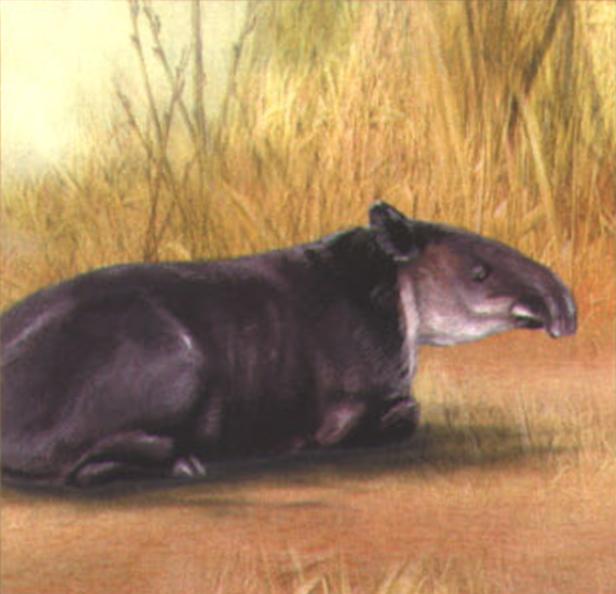 Тапир центральноамериканский.
