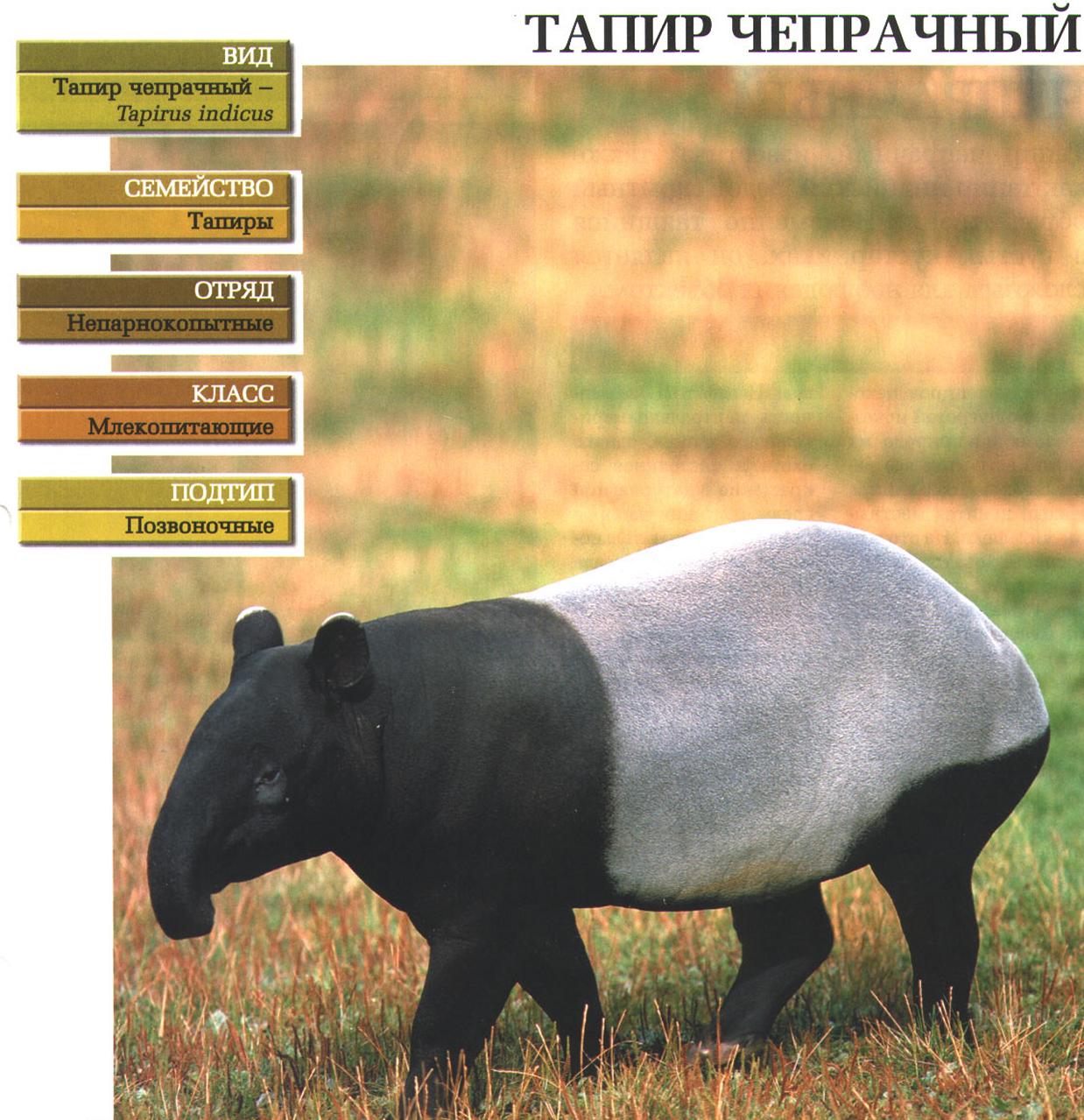 Систематика (научная классификация) тапира чепрачного. Tapirus indicus.