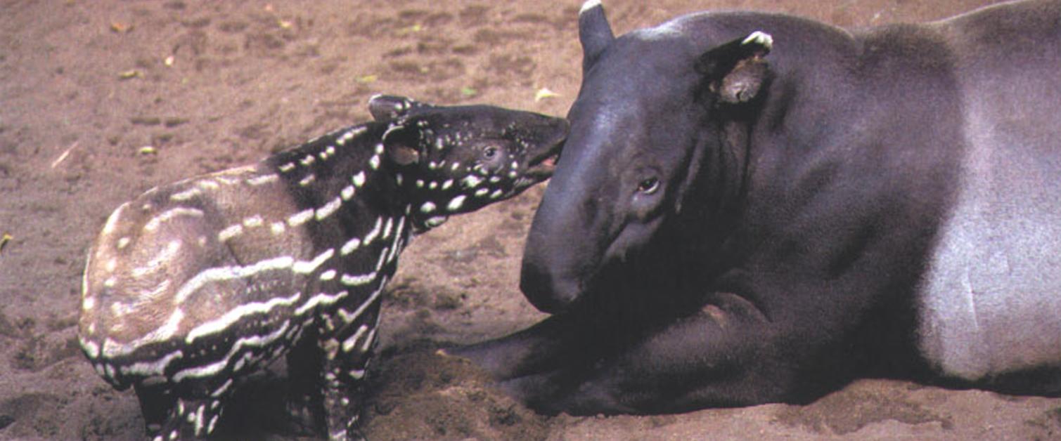 У детёнышей тапиров всех видов окраска отличается от взрослых особей. На коричневом или черном фоне располагается множество белых полос.