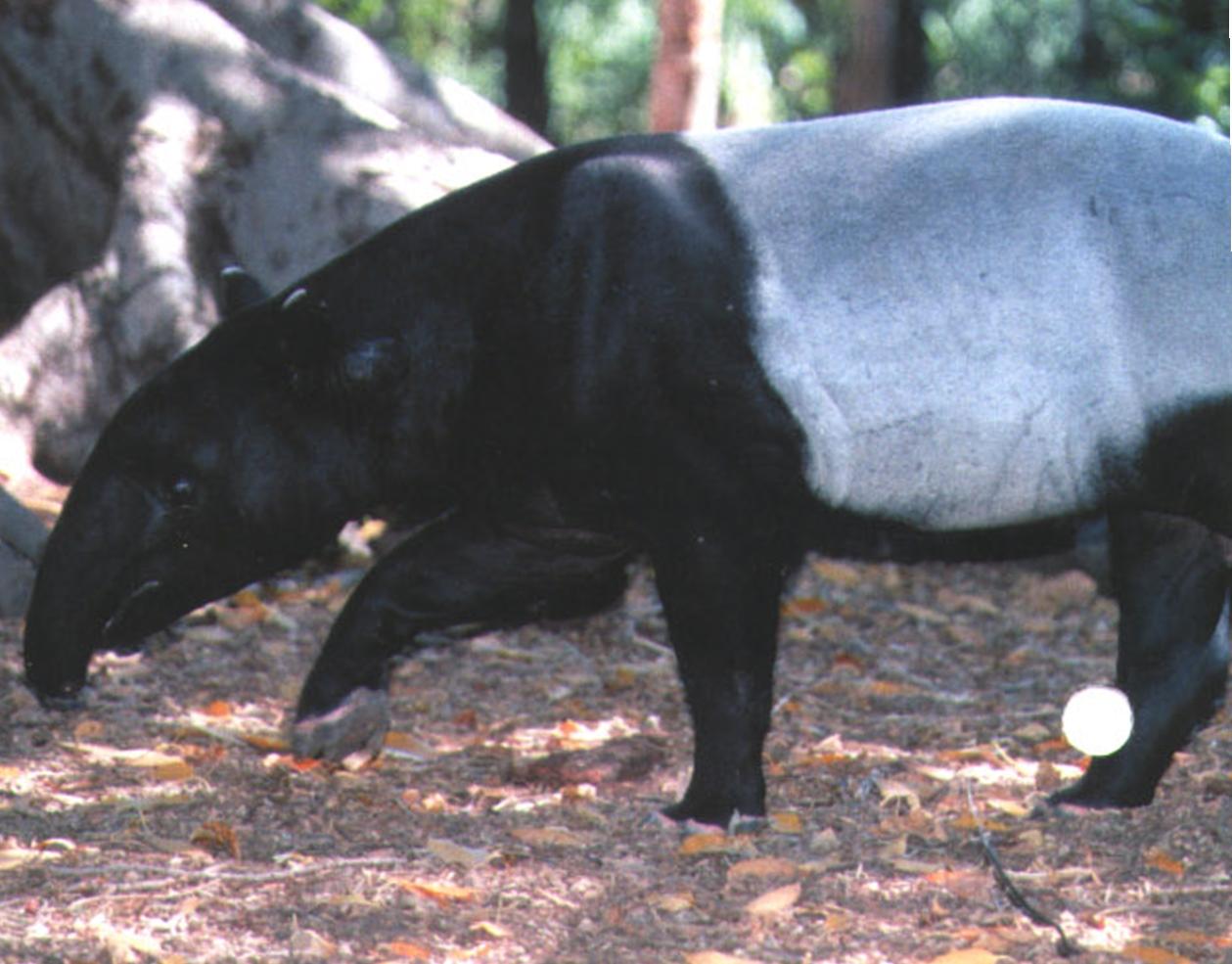 В процессе поиска пищи тапир непрерывно ощупывает землю коротким хоботом, безошибочно определяя запах других тапиров и хищников.