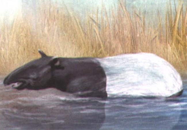 Тапир охотно ныряет и может долго оставаться под водой.