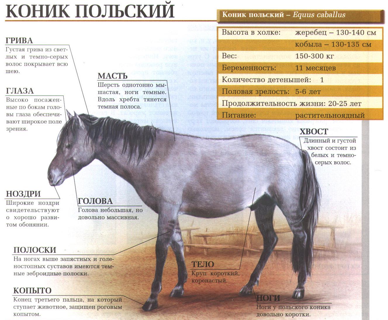 Польский коник или тарпан.:::Тарпан (польский коник).