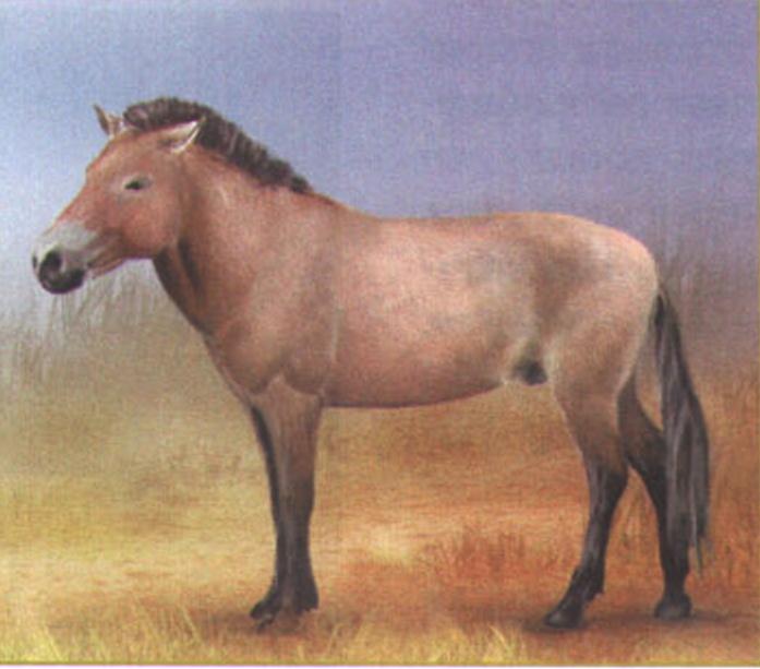 Лошадь Пржевальского (Equus przewalskii).