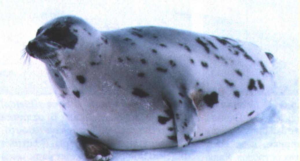 Первые темные пятна появляются на теле тюленя в годовалом возрасте.