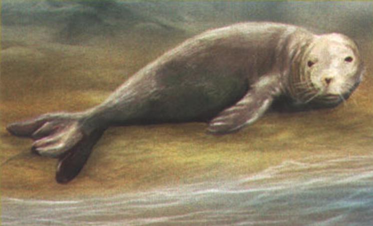 Белобрюхий тюлень-монах (Monachus monachus).