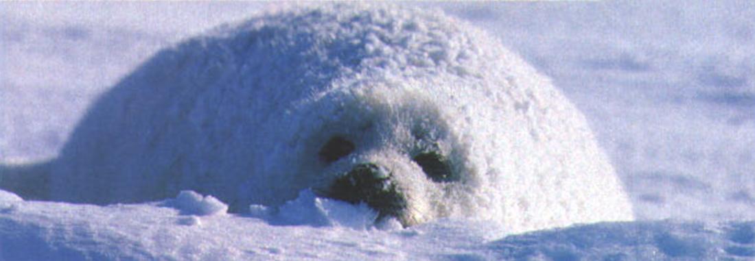 Одетого в белоснежную шубу белька очень трудно заметить среди ледяных торосов и сугробов.