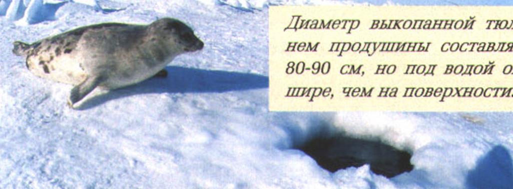 Диаметр выкопанной тюленем продушины составляет 80-90 см, но под водой она шире, чем на поверхности.