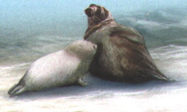 В течение двух первых недель жизни тюлененок питается материнским молоком.
