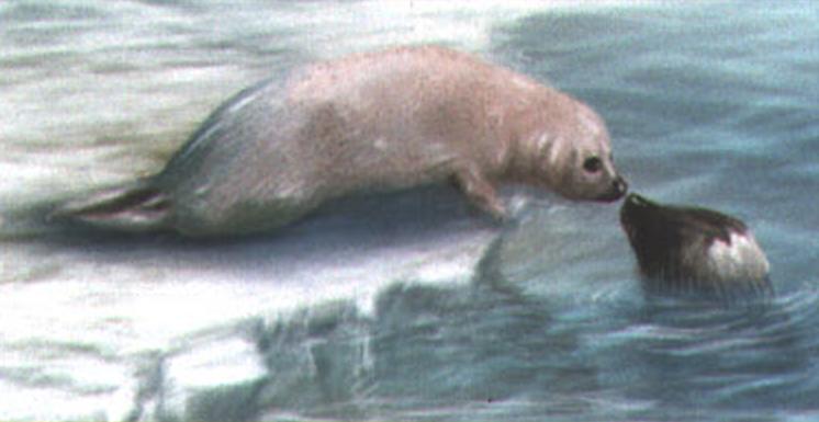 Несмотря на настойчивые приглашения мамаши, вначале тюлененок с большим недоверием подползает к воде.