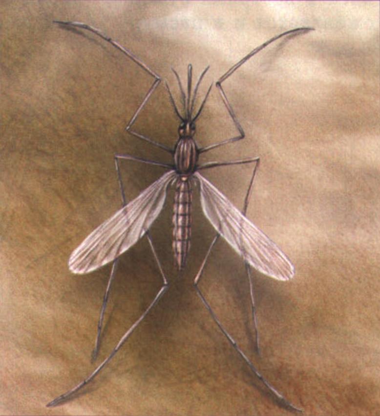 Малярийный комар (Anopheles species).

