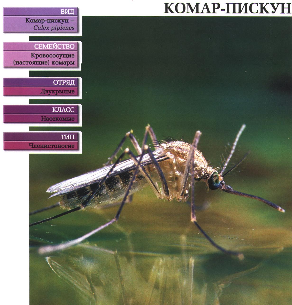 Систематика (научная классификация) комара-пискуна. Culex pipienes.