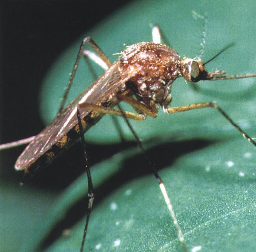 Комар-пискун прекрасно приспособился к жизни в любых условиях, но чаще всего встречается в сырых низинах.