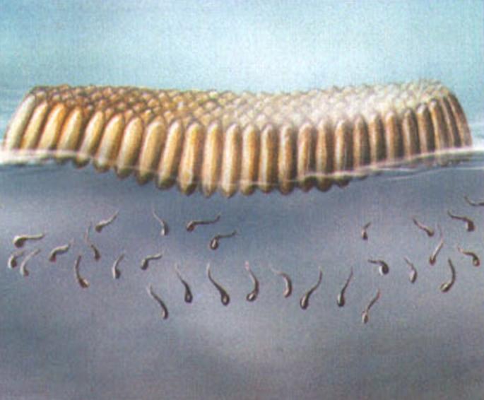 Отложенные самкой яйца плавают на поверхности воды, образуя крохотные «плотики».