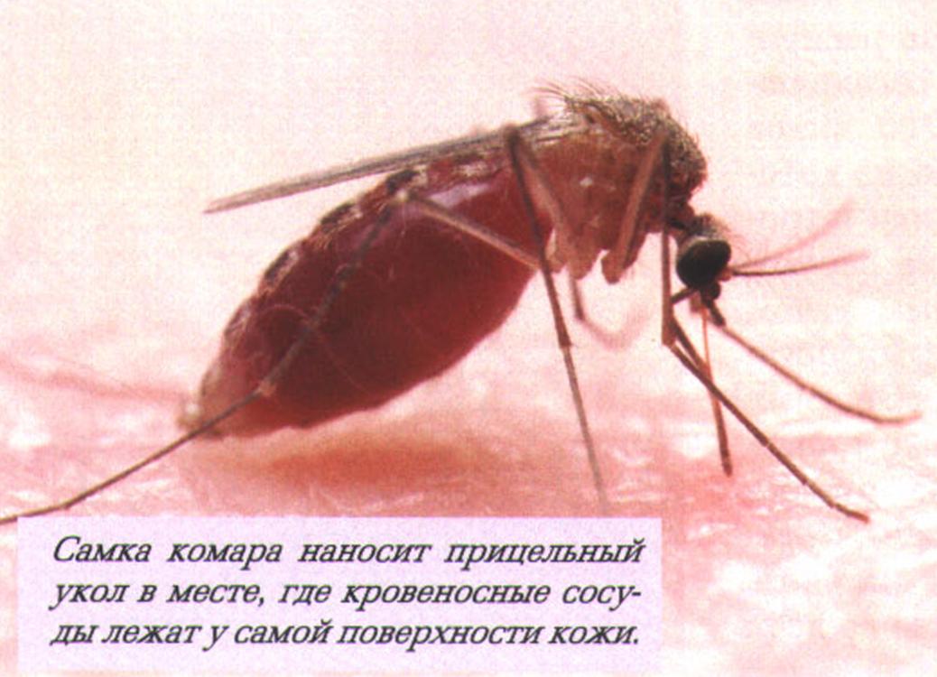 Самка комара наносит прицельный укол в месте, где кровеносные сосуды лежат у самой поверхности кожи.