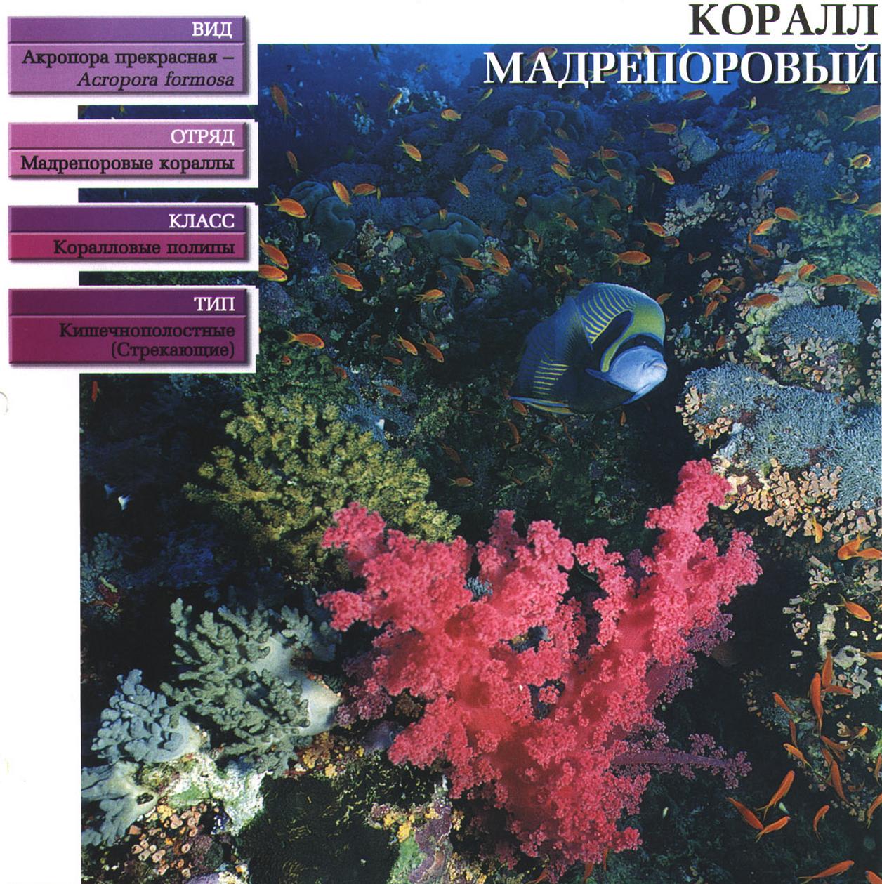 Мадрепоровые кораллы.