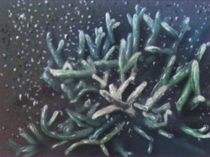 В одну прекрасную ночь все виды кораллов разом выбрасывают в воду капсулы с гаметами.