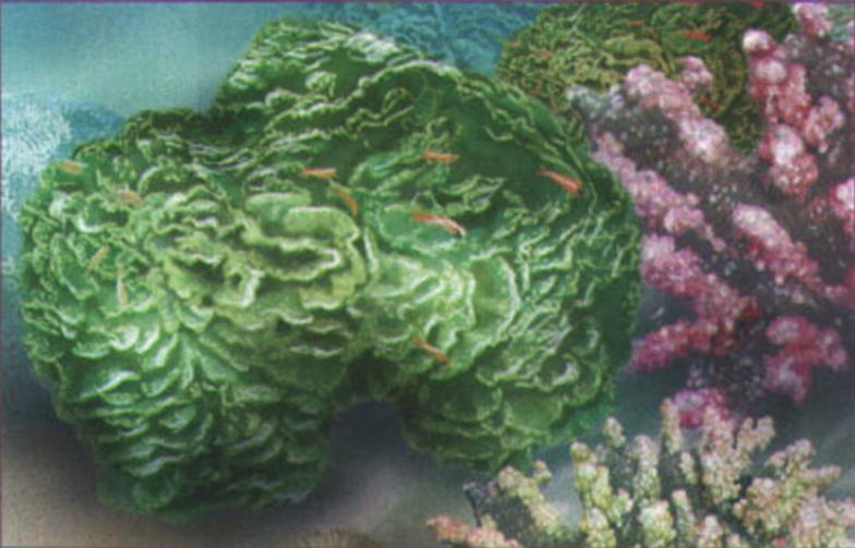 Полипы мадрепоровых кораллов образуют колонии, разрастающиеся во всех направлениях.