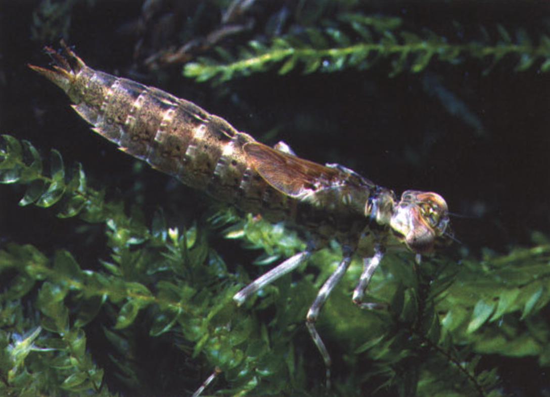 Чаще всего личинка стрекозы подстерегает добычу из засады, неподвижно прикрепившись к стеблям водорослей.