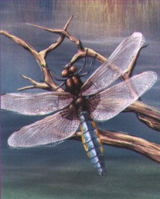Плоская стрекоза (Libellula depressa).