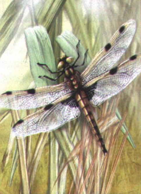 Четырехпятнистая стрекоза (Libellula quadrimaculata).