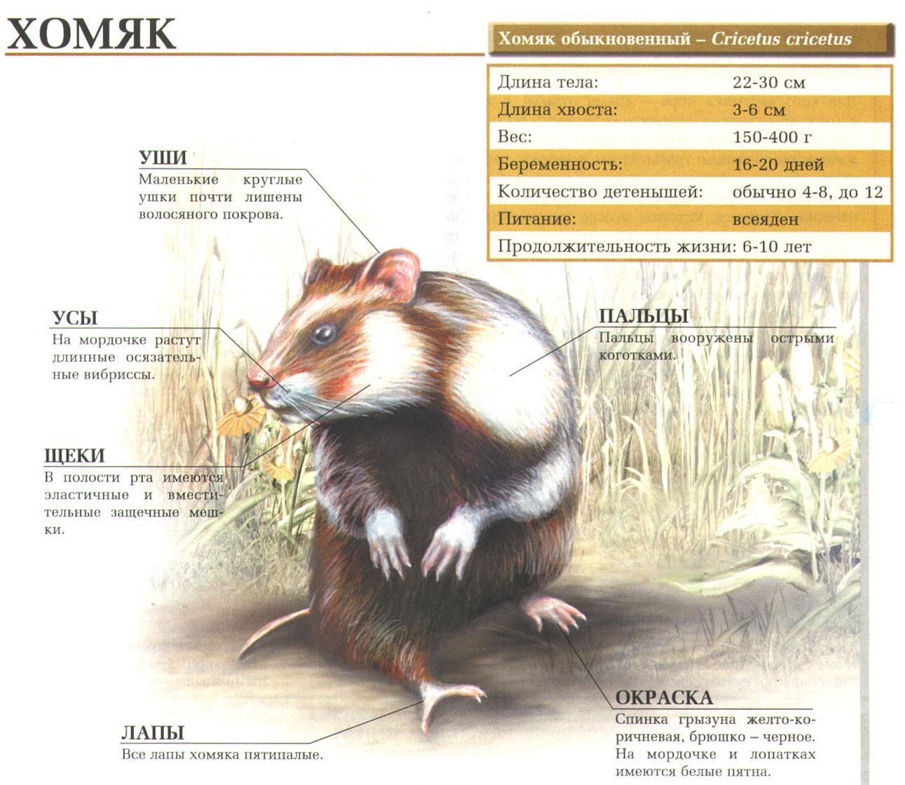 Хомяки на примере европейского обыкновенного хомяка.:::Хомяк обыкновенный.