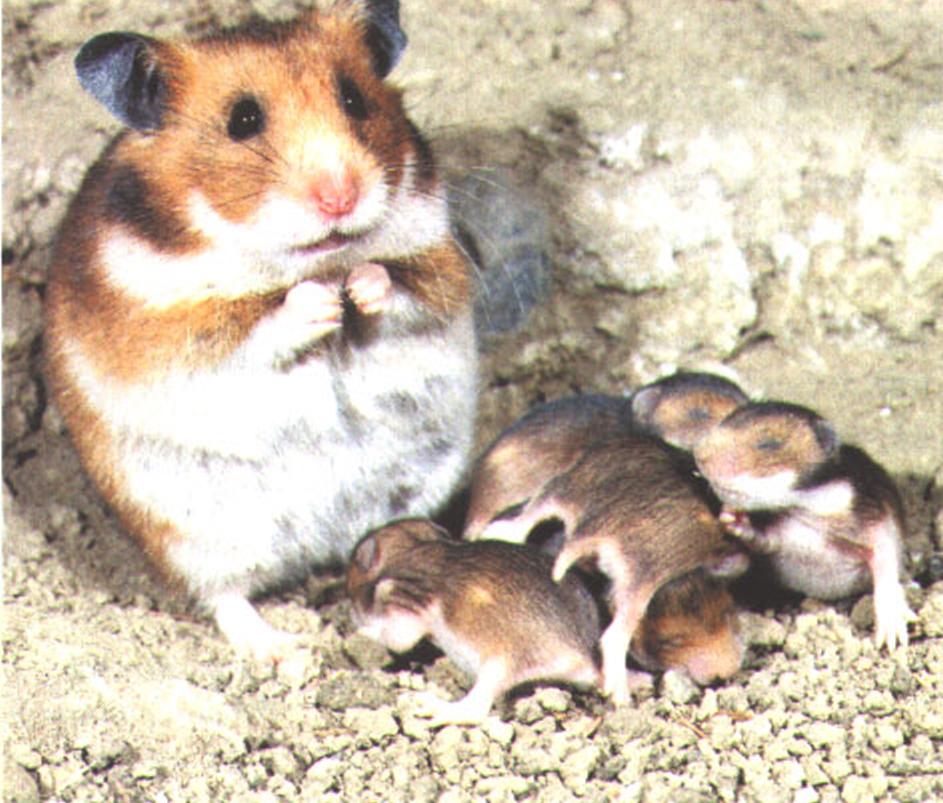 Обычно самка приносит от 4 до 8 детенышей, хотя в некоторых выводках бывает до 12 малышей.