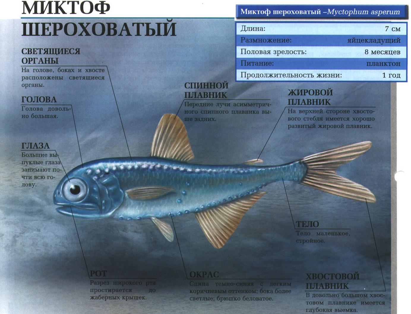 Миктоф шероховатый – маленькая глубоководная стайная рыбка.:::Шероховатый миктоф.