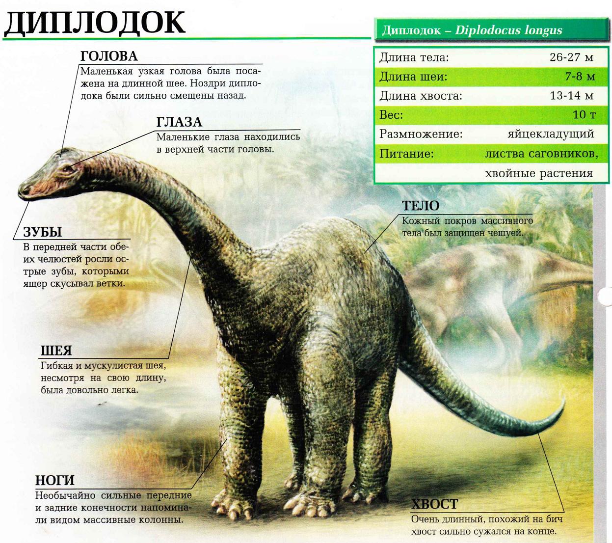 Диплодок - огромный травоядный динозавр с длинной шеей.:::Диплодок.