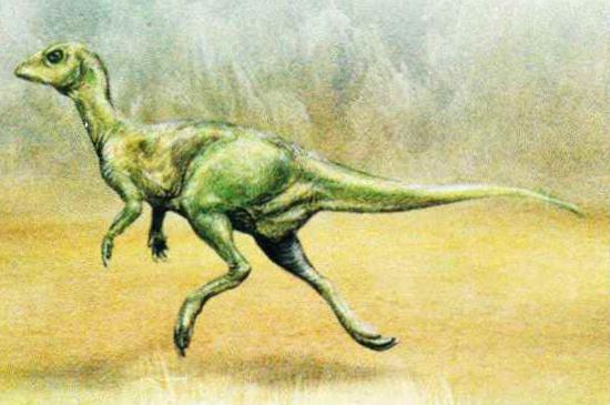 Leaellynasaurus населял территорию нынешней Австралии.