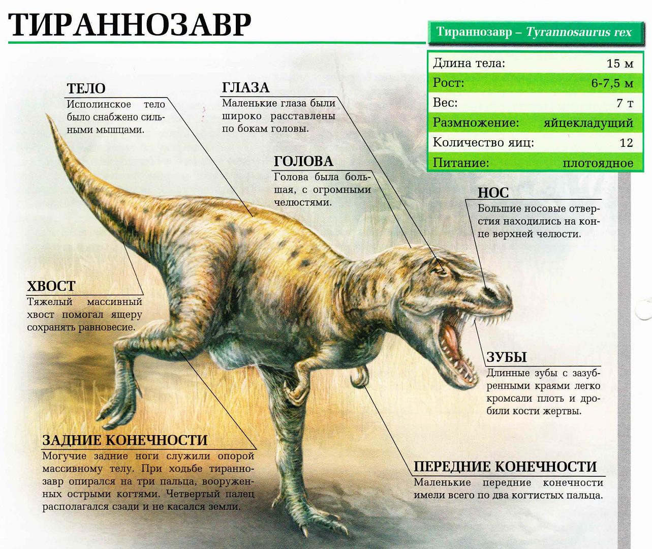 Описание тираннозавра.