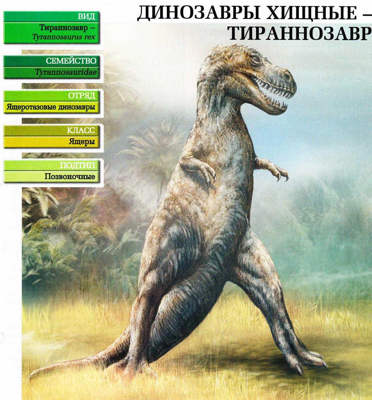 Систематика (научная классификация) тираннозавра. Tyrannosaurus rex.