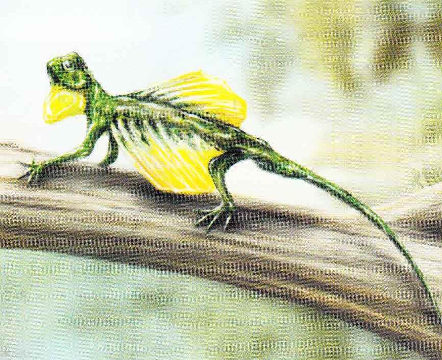 Бахромчатый летучий дракон (Draco fimbriatus).
