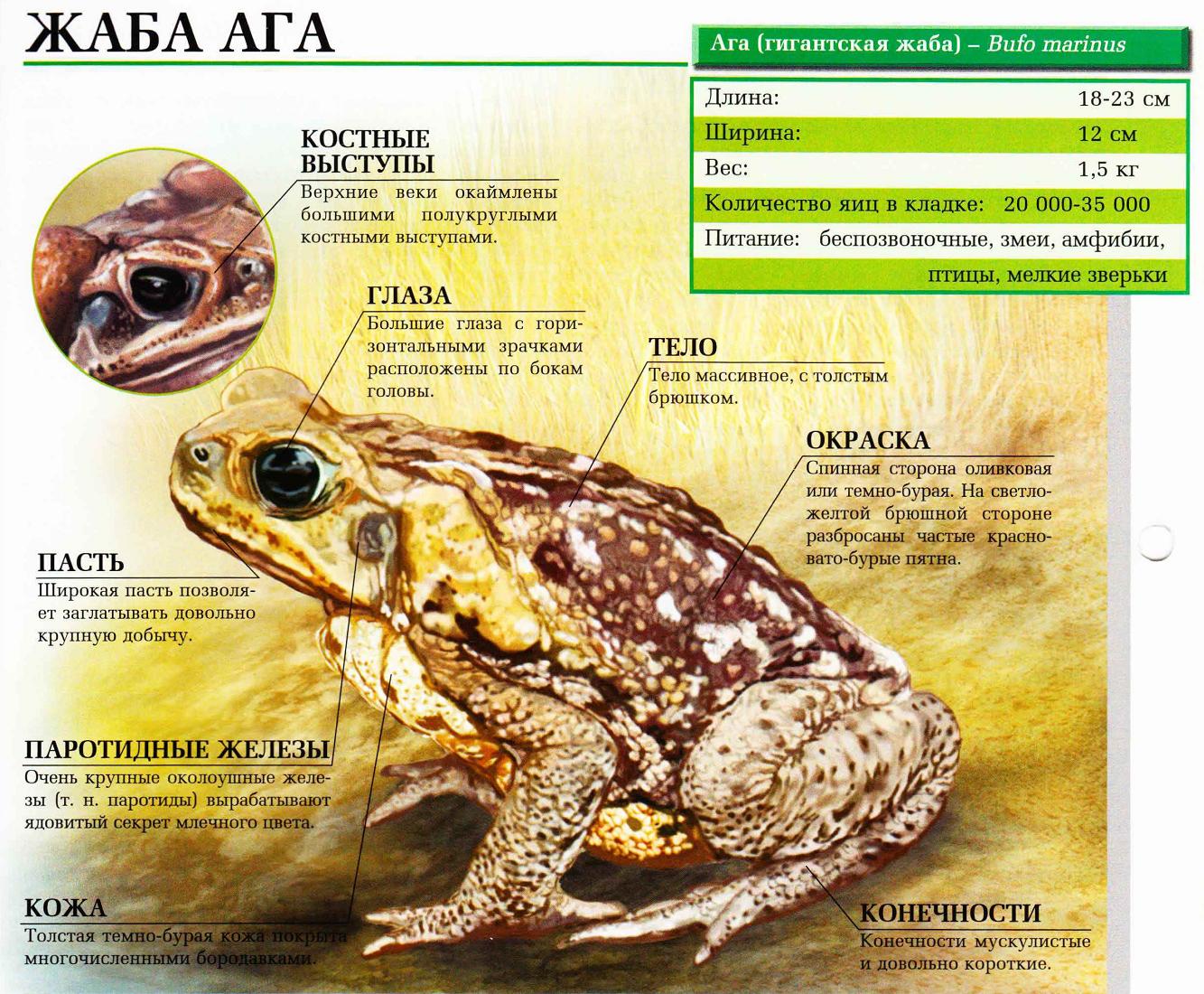 Жаба ага – одна из самых крупных жаб в мире.:::Жаба ага.
