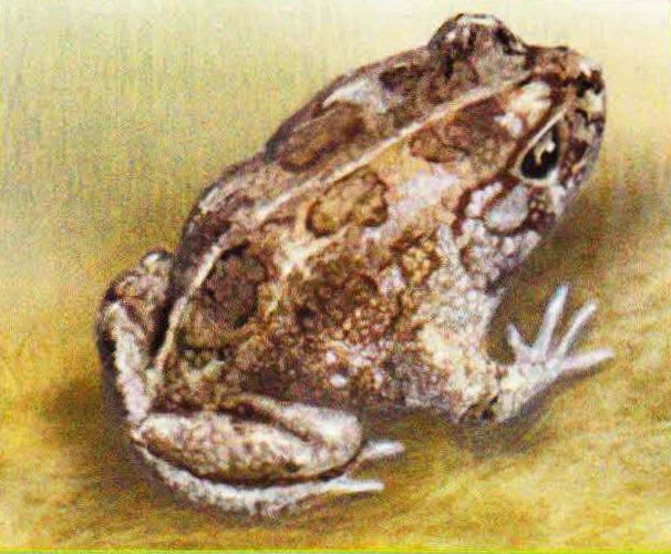 Хриплая жаба (Bufo rangeri).