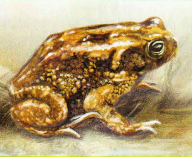 Красноногая жаба (Bufo gutturalis).

