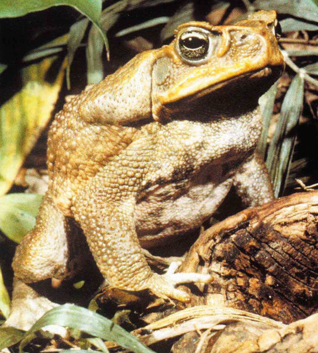 Характерная особенность аги - очень крупные, хорошо развитые околоушные железы (паротиды). В случае угрозы жаба «выстреливает» во врага вырабатываемым им ядом.