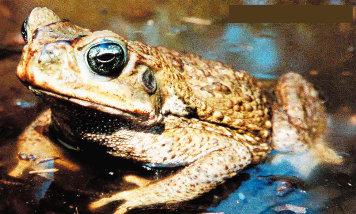 Латинское название аги переводится как «морская жаба». Разумеется, в море ага не живет, но может размножаться в солоноватых водах.