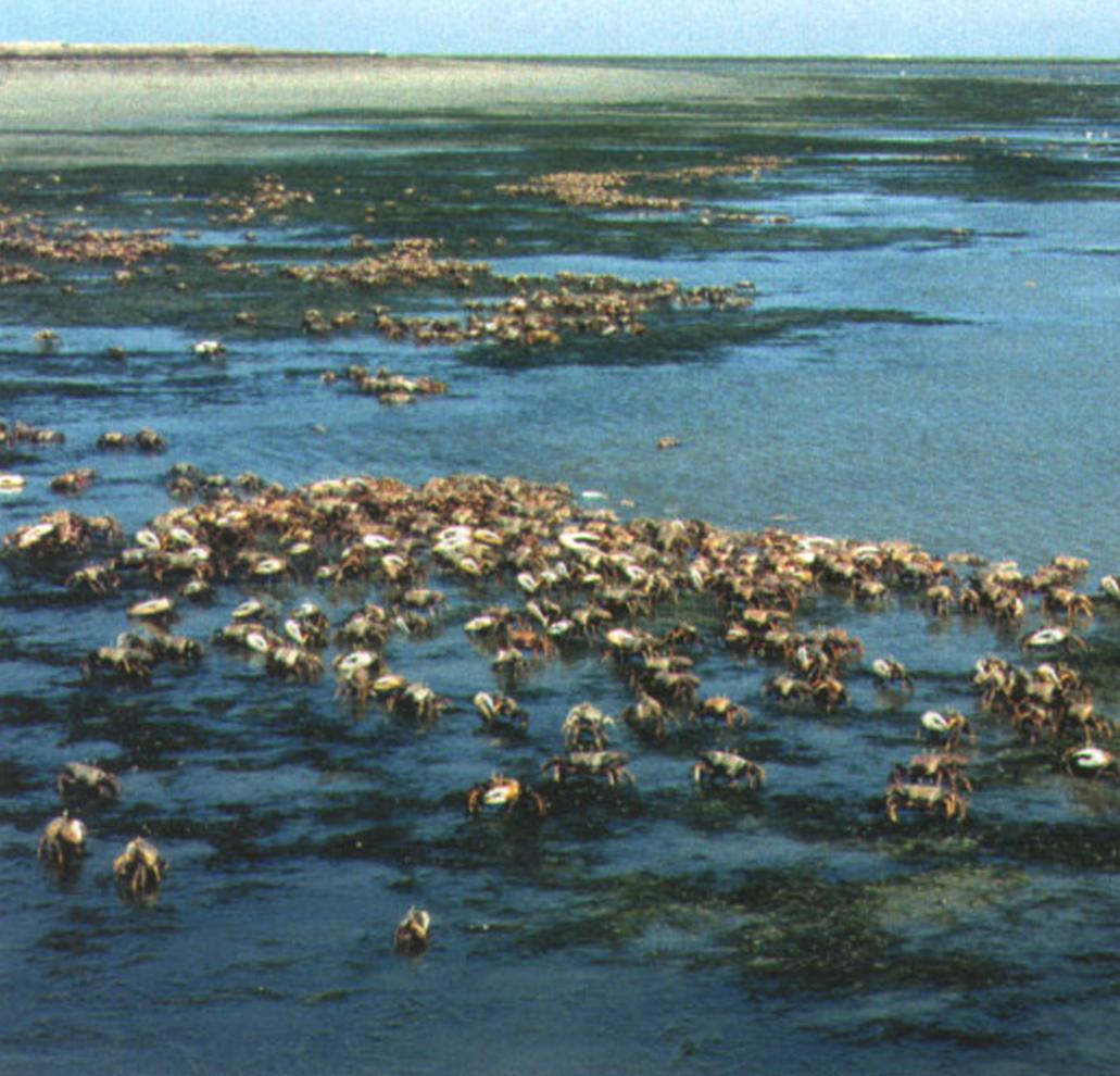 Манящие крабы часто живут большими колониями, охотно селясь в защищенных от сильного прибоя бухточках, на плоских пляжах с тонким слоем песка и заболоченных участках.